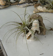 Knobbed Whelk Tilandsia sea shell planter