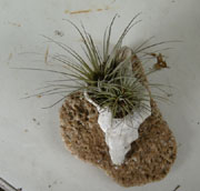 Sea shell air plant planter