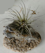 Sea shell air plant planter