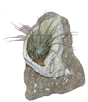 Sea shell air plant planter